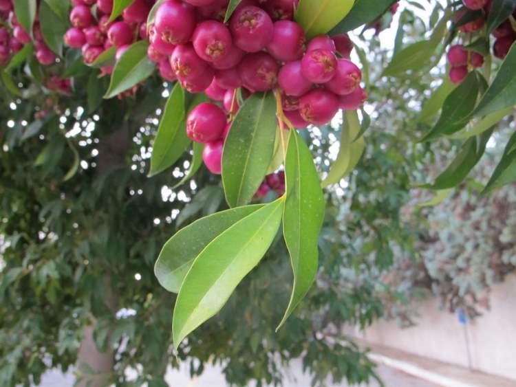 syzygium-paniculatum16121.jpg