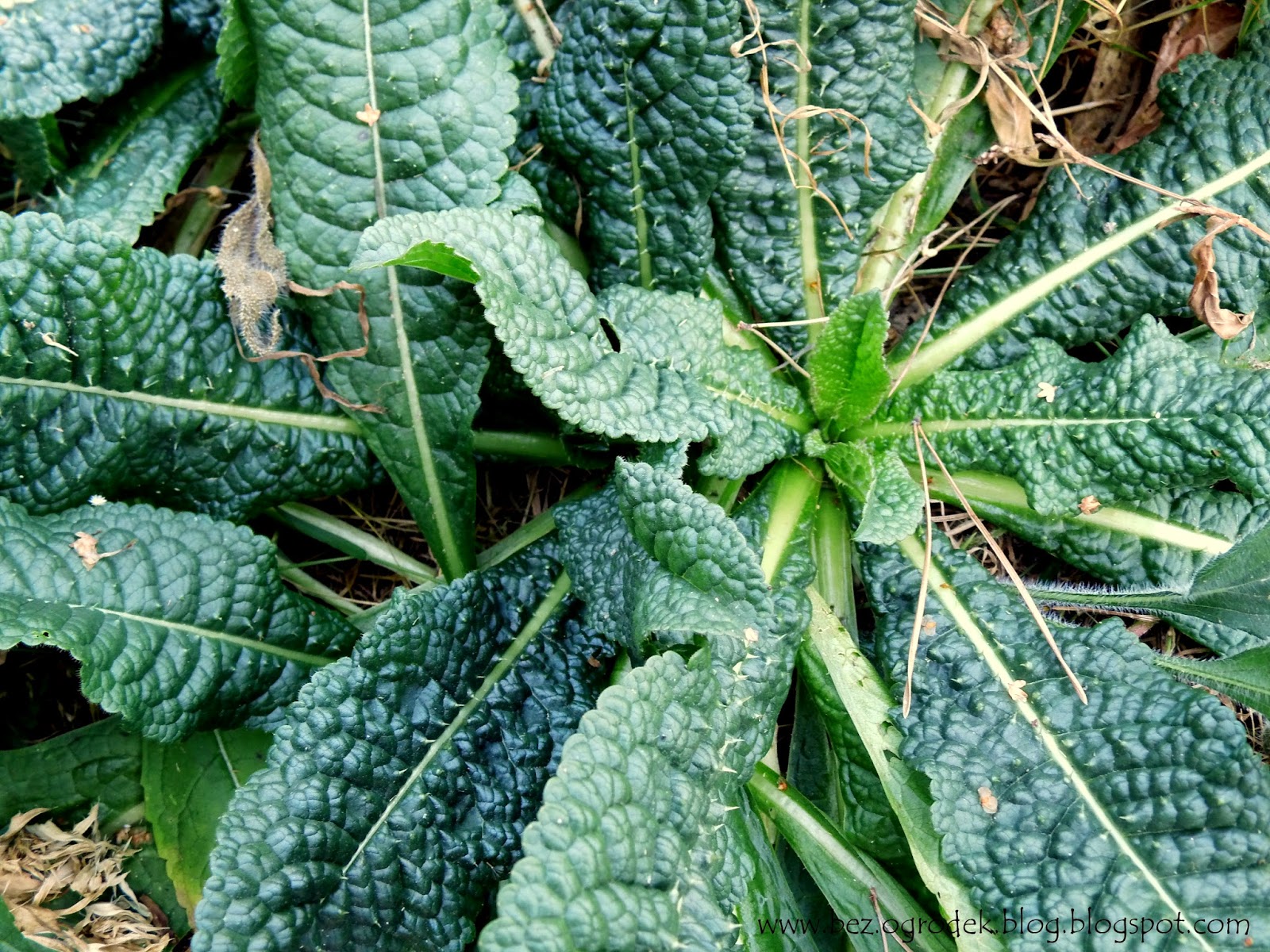 szcze%C4%87+sukiennicza+dipsacus+sativus+(8).JPG
