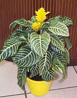 T-Aphelandra.jpg