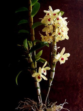 t-dendrobium_nobile_yellow_magic_20.JPG