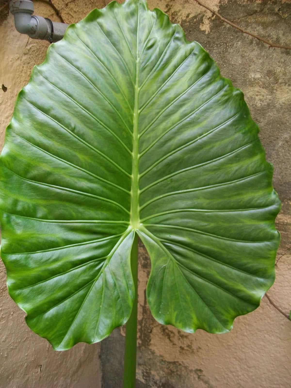 t68f83.jpg