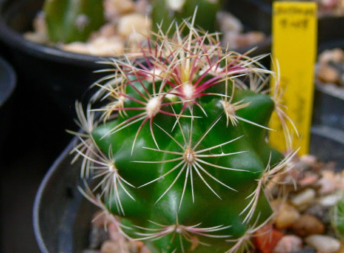 T_bicolor_bicolor.jpg