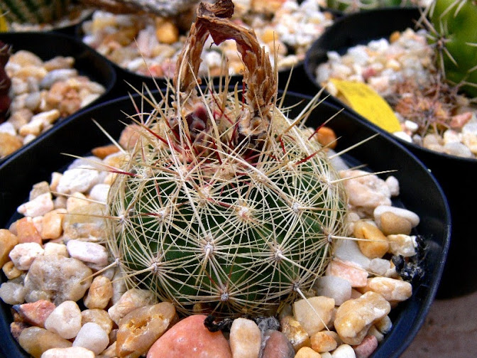 T_bicolor_flavidispinum.jpg