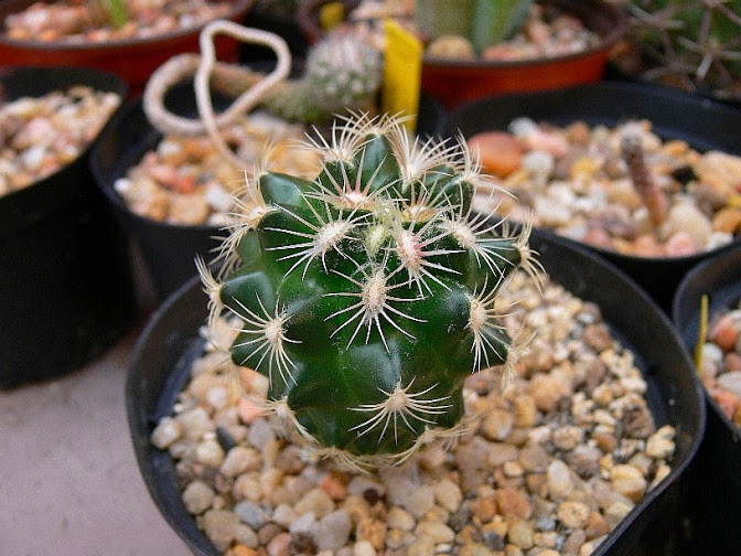 T_bicolor_schwarzii.jpg