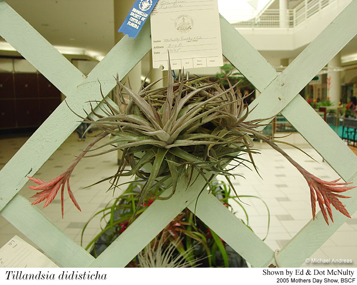 t_didisticha1_bscf05.jpg
