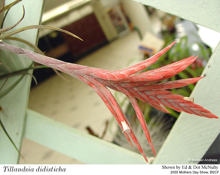 t_didisticha2_bscf05.jpg