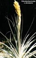 t_fasciculata1.jpg