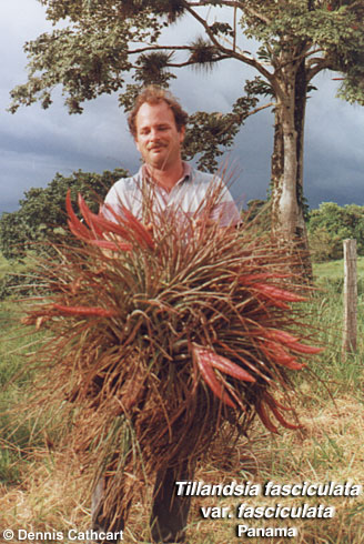 t_fasciculata1_dc.jpg