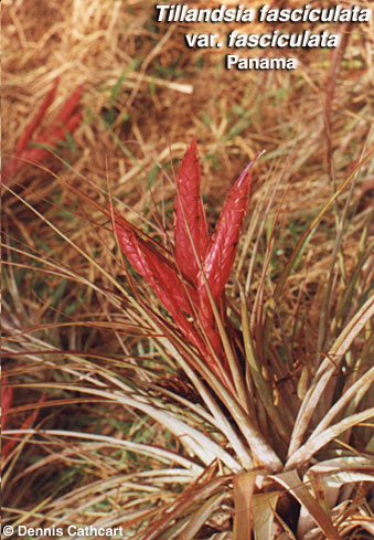 t_fasciculata2_dc.jpg