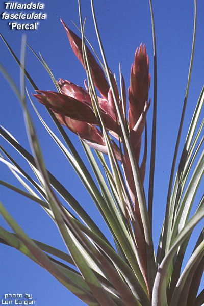 t_fasciculata_Percal_Costa_Rica_lc.jpg