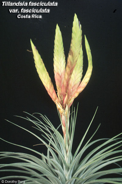 t_fasciculata_wb.jpg