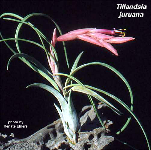 t_juruana1_re.jpg