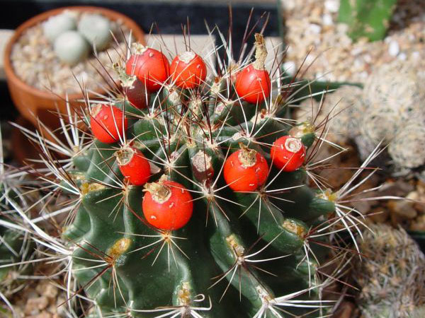 t_setispinus_a_600.jpg
