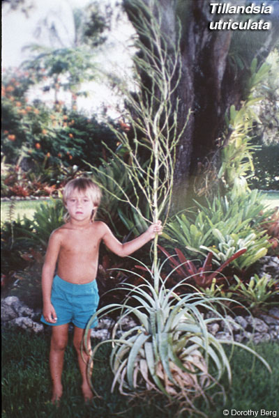 t_utriculata_wb.jpg
