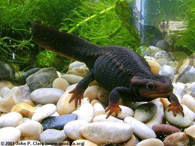 T_verrucosus_dark-type.jpg