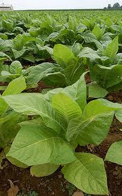 tabaco1.jpg