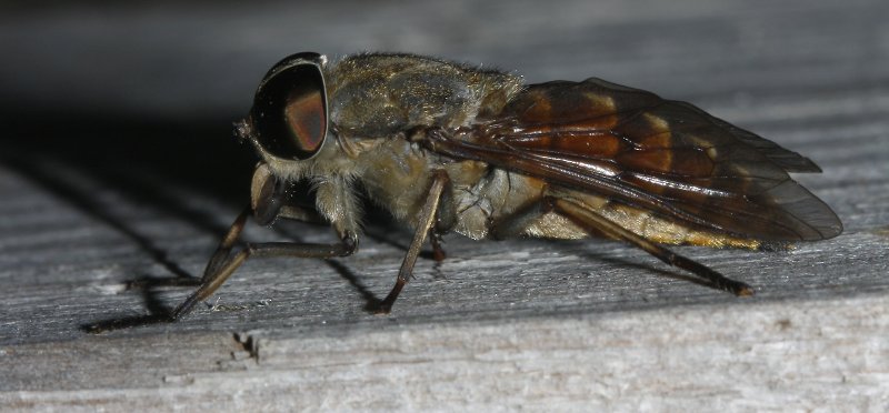 tabano_6010.jpg