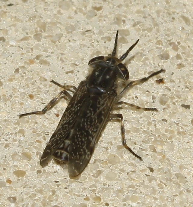 tabano_6277.jpg