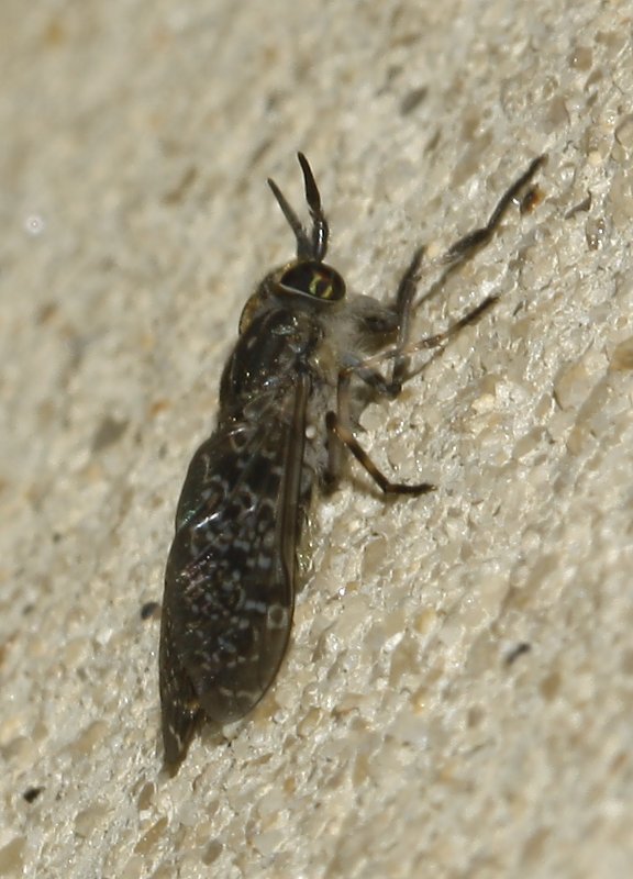 tabano_6278.jpg