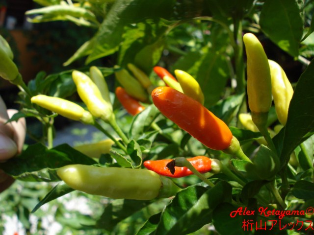 tabasco%20%5B640x480%5D.JPG