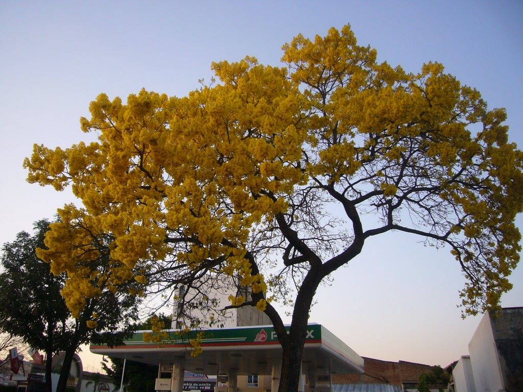tabebuia%252520chrysantya%252520guadalajara.jpg