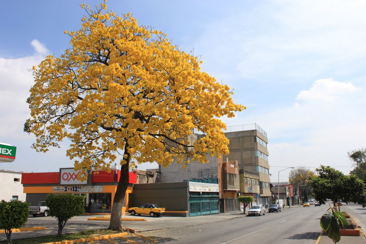 Tabebuia%252520donnell-smithii.jpg