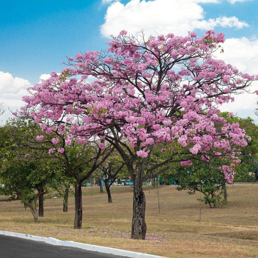 tabebuia-rosea-1-830x830.jpg