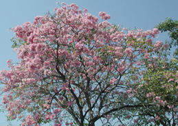 tabebuia1.jpg