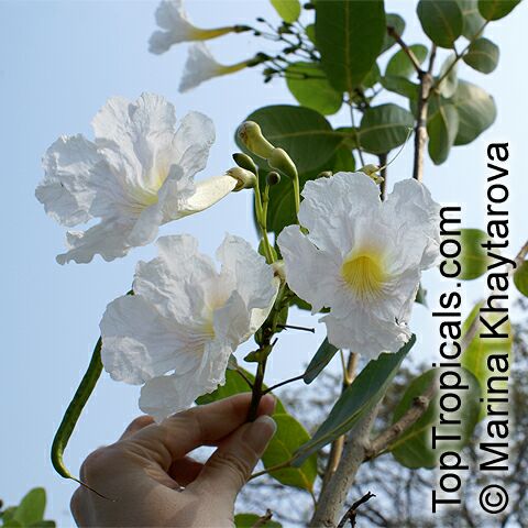 Tabebuia_roseoalba_2MKh.jpg
