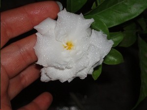 tabernae_montana_foto_de_cerca_de_la_flor.JPG