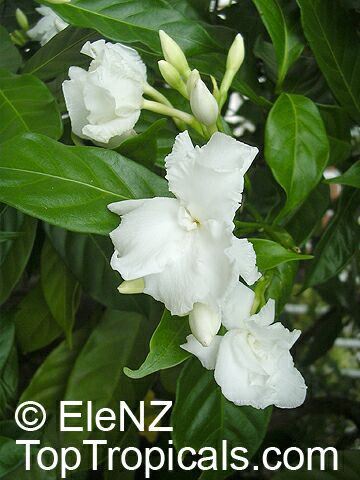 Tabernaemontana_florePleno174el.jpg