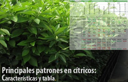 Tabla-caracter%C3%ADsticas-patrones-citricos-naranjo-banner.jpg
