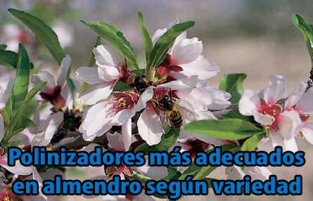 Tabla-Polinizadores-mas-adecuados-en-almendro-segun-variedad.jpg