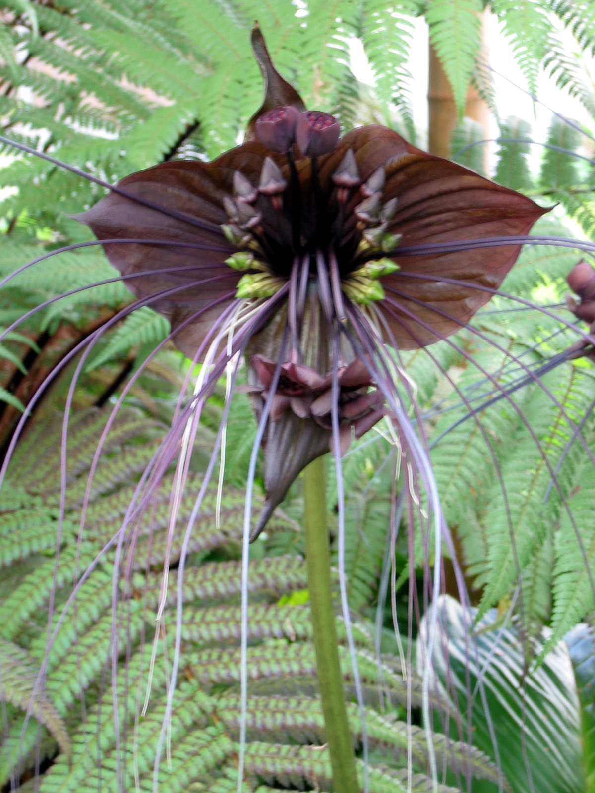 Tacca_chantrieri1.JPG