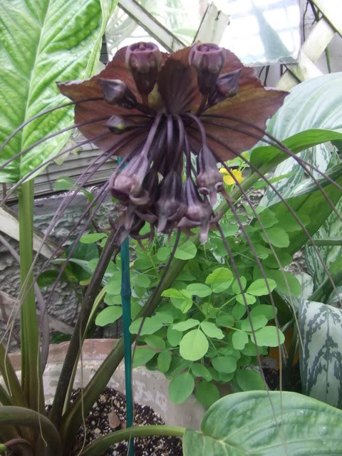 taccachantrieryFLOR.jpg