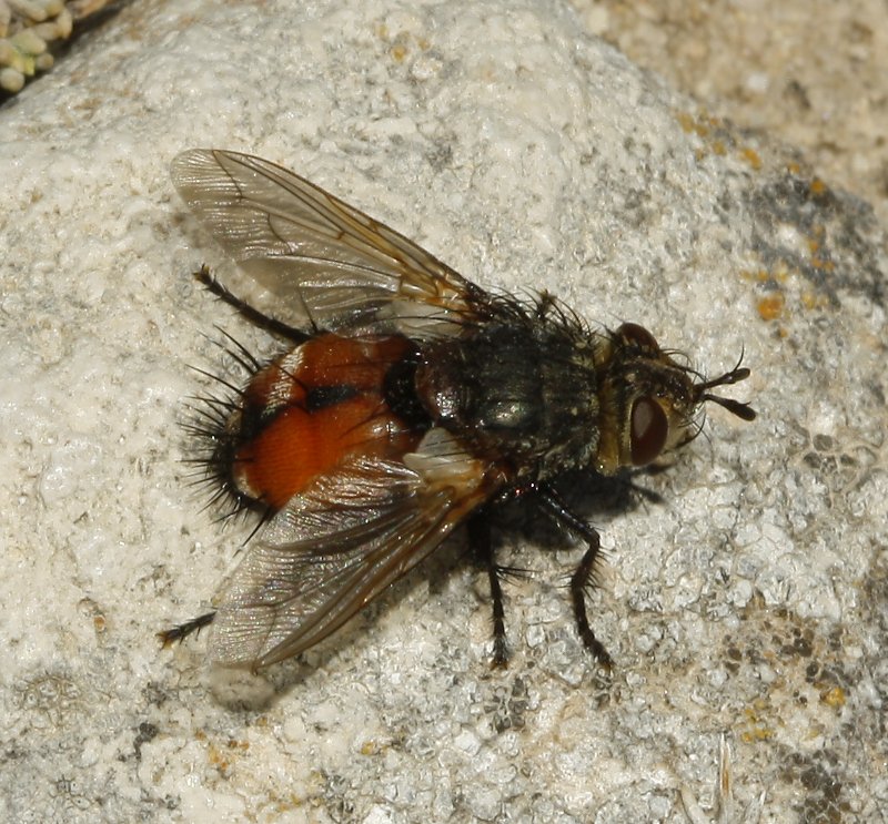 Tachinidae_4909.jpg