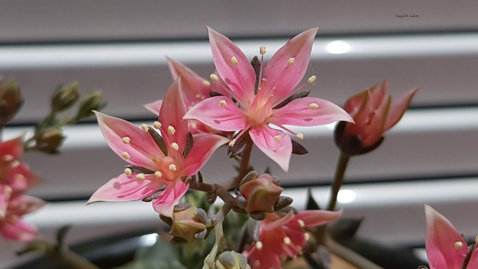Tacitus%2Bbellus%2B2%2Bdetalle%2Bflores.jpg