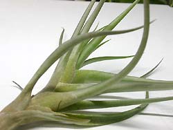 taeranthosvaraemula02.jpg