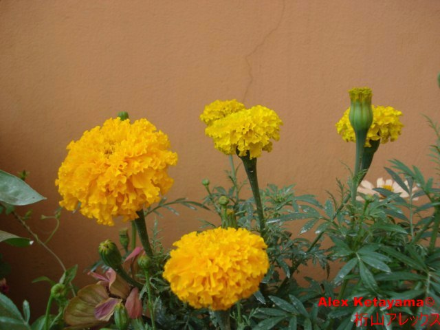 Tagetes%20erecta_01.jpg