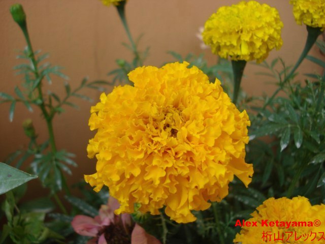 Tagetes%20erecta_02.jpg