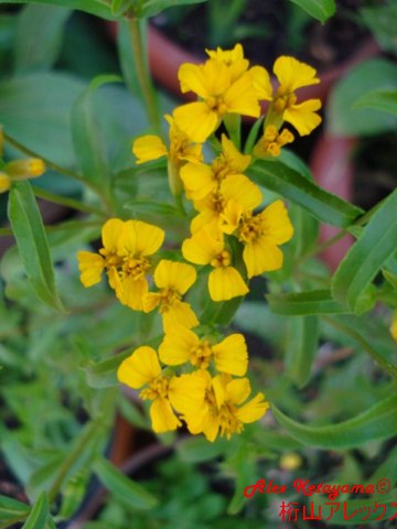 Tagetes%20lucida.jpg