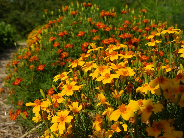 Tagetes%20tenuifolia%20pumila%20(Starfire)%2000001.JPG