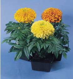tagetes-erecta-3.jpg
