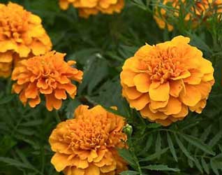 tagetes-erecta.jpg