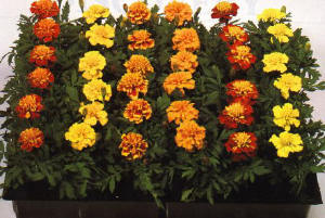 tagetes.jpg