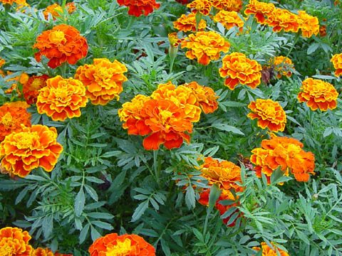 Tagetes.jpg