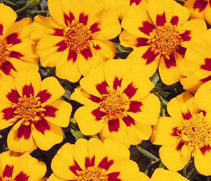 tagetes-patula-disco-granada-w3721-1.jpg