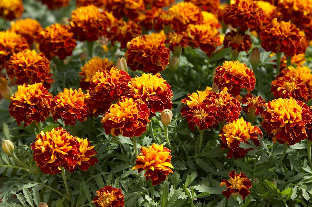 tagetes-patula-hero-harmony-w1951-3.jpg