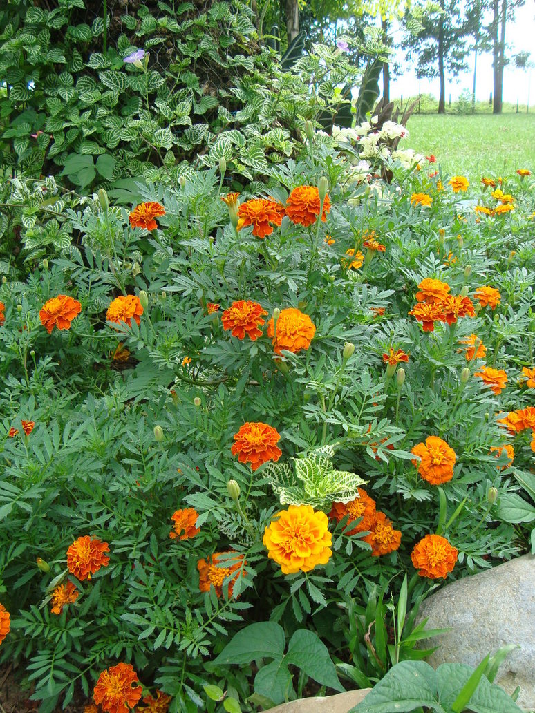 tagetes2_by_cerezoinwonderland-d47h49n.jpg