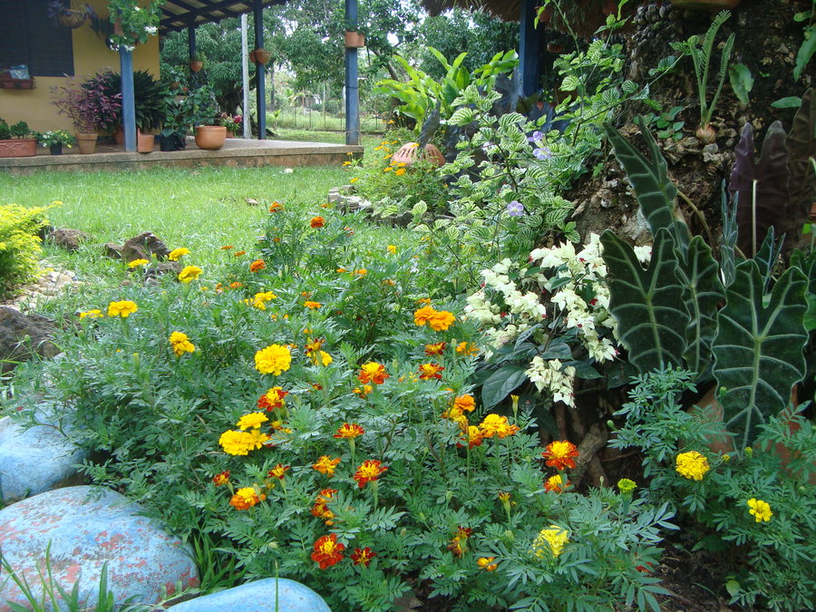 tagetes4_by_cerezoinwonderland-d47h60l.jpg